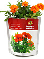 Набор для опытов Happy plant Бархатцы золотистые hpn-30