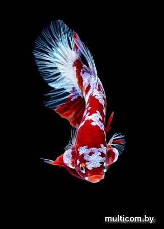 Картина на стекле ArtaBosko MI-02-143-04 (40x60)