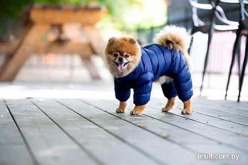 Комбинезон для животных Puppia Jumpesuit А PAPD-JM1672-NY-XL (синий)