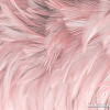 Фотообои Vimala Перья 14 270x300