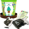 Набор для опытов Happy plant Ель необыкновенная hpn-10