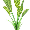 Искусственное растение Barbus Диффенбахия тигровая Plant 036/30
