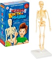Набор для опытов Bondibon Японские опыты. Человек. Кости и мышцы ВВ4728