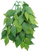 Искусственное растение Repti-Zoo Фикус TP002 30 см