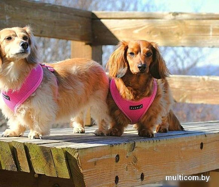Шлейка Puppia Ritefit PAJA-AC617-PK-M (розовый)