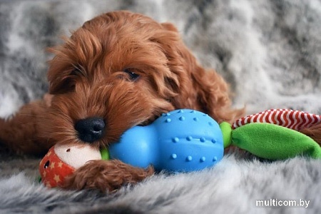 Игрушка для собак Rosewood Little Nippers Jolly Giraffe 39042