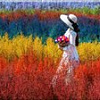 Solmax&amp;Creators Девушка на лугу SM98457