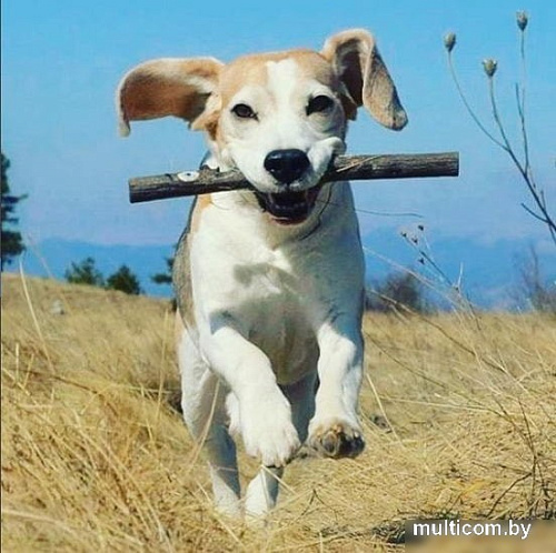 Игрушка для собак Doog Woody STICK01