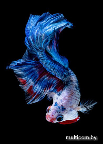 Картина на стекле ArtaBosko MI-02-141-04 (40x60)