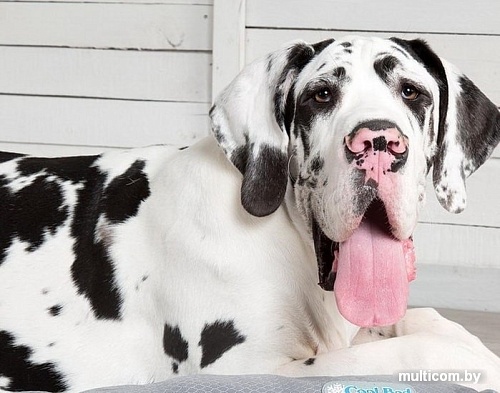 Лежак Scruffs Cool Bed 100 см (серый)