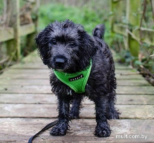 Шлейка Puppia Ritefit PAJA-AC617-GR-L (зеленый)