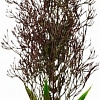 Искусственное растение Barbus Горгонария Plant 030/50 (черный)