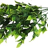 Искусственное растение Forgarden Рускус остролистный BN11123