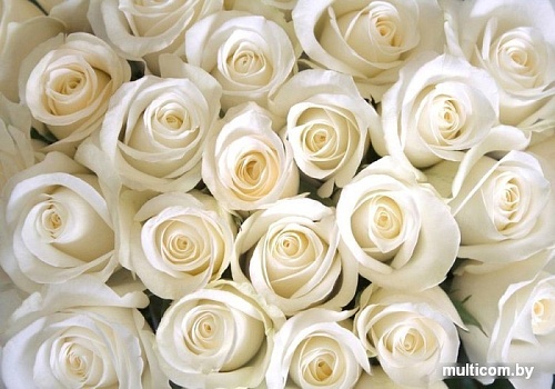 Фотообои Citydecor Бутоны роз с защитным покрытием 200x140