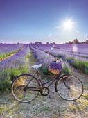 Картина Stamion Лавандовый велосипед (60x80см)