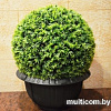 Искусственное растение Green Fly Самшит Крапива С-15-40 (40 см)