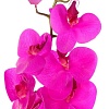 Искусственный цветок Forgarden Орхидея BN11116 (фуксия)