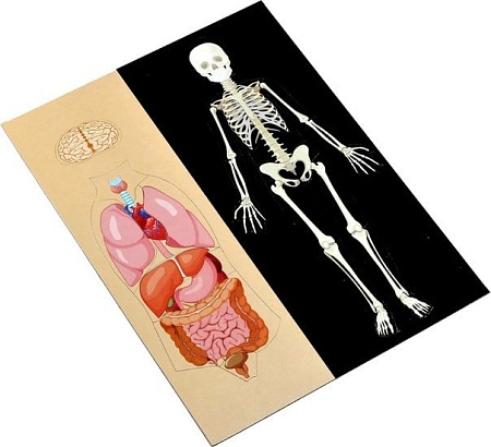 Развивающая игра Десятое королевство Анатомия 03820