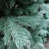 Сосна GreenTerra Палермо 2.2 м
