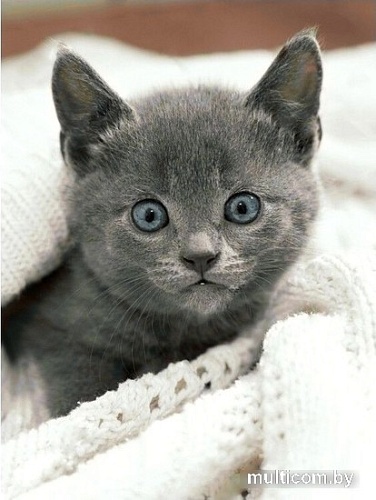 Алмазная мозаика Wizardi Любопытный котенок WD3054