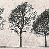 Керамическая плитка Opoczno Willow Sky Inserto Tree 890x280 ND039-006 890x290