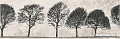 Керамическая плитка Opoczno Willow Sky Inserto Tree 890x280 ND039-006 890x290