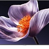 MiniLED телевизор Xiaomi TV S Pro Mini LED 75&amp;quot; 2026 L75MB-SRU (международная версия)