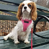 Шлейка Puppia Ritefit PAJA-AC617-PK-M (розовый)
