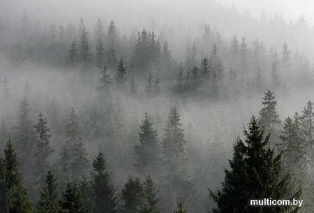 Фотообои Vimala Лес в тумане 6 270x400