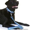 Поводок Doog Pluto LEADN1 (синий)