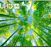Телевизор LG 55UQ80006LB