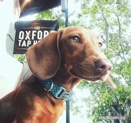 Ошейник Doog Snoopy COLBWS-XS (голубой)