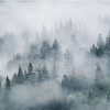 Фотообои Citydecor Лес в тумане 550x270