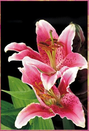 Фотообои Твоя планета Люкс Лилии