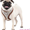 Шлейка Pinkaholic Leo Pug NAQD-AC7275-BR-S (коричневый)