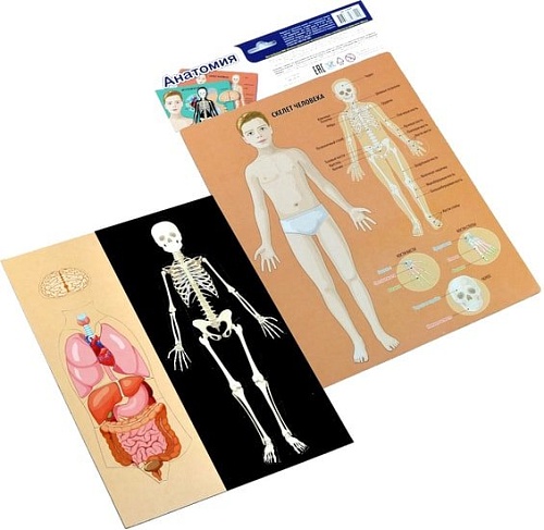 Развивающая игра Десятое королевство Анатомия 03820