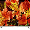 Телевизор Sony KD-49XF8577