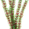 Искусственное растение Barbus Перестолистник Plant 001/30 (красный)