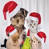 JoyArty Новогодние питомцы p_20310 (145x180)