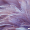 Фотообои Vimala Перья 19 270x400