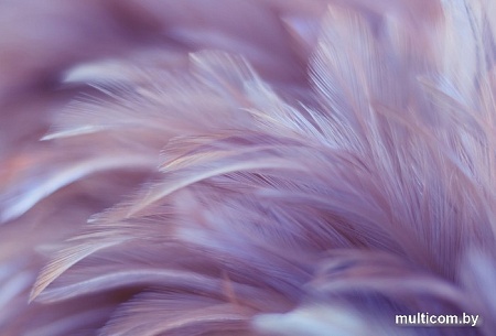 Фотообои Vimala Перья 19 270x400