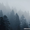 Фотообои Vimala Серый лес 2 270x300