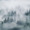 Фотообои Citydecor Лес в тумане 550x270