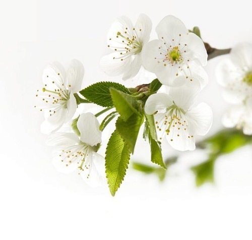 Фотообои Твоя планета Белая нежность В6-088