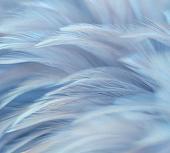 Фотообои Vimala Перья 13 270x300
