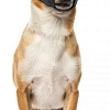 Намордник Duvo Plus Dog Muzzle 4705131/DV (черный)