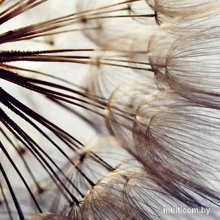 Фотообои Citydecor Цветы и Растения 140 300x260