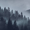 Фотообои Vimala Серый лес 270x300