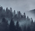 Фотообои Vimala Серый лес 270x300