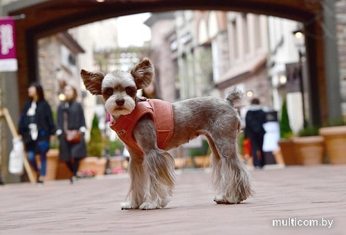 Шлейка Puppia Classy PARD-HB1585-PE-XL (оранжевый)